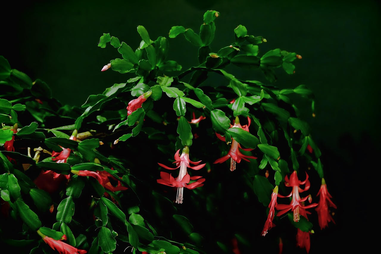 Cactus di Natale: come curarlo e farlo fiorire