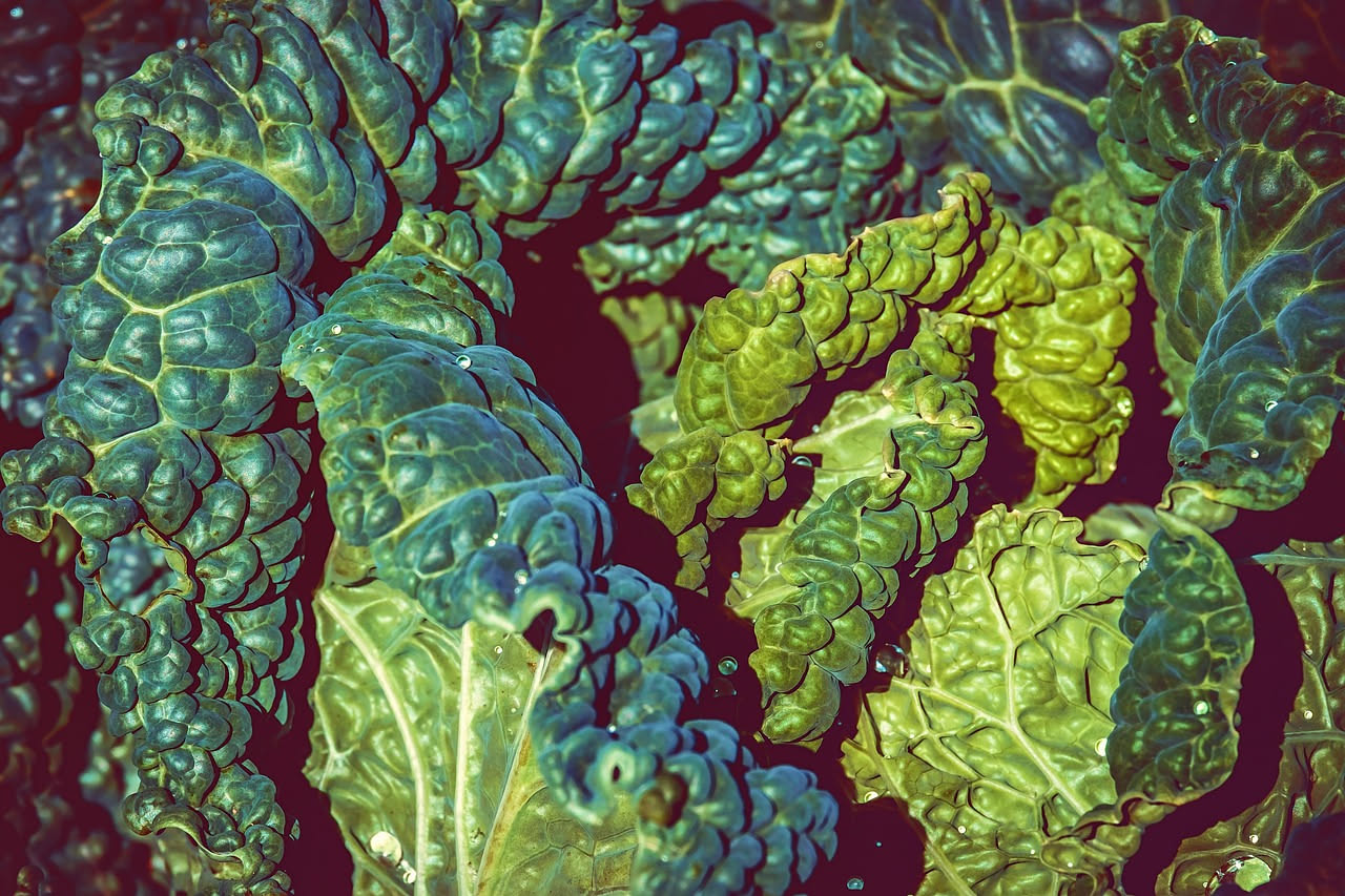 Cavolo nero in vaso: come coltivarlo sul balcone