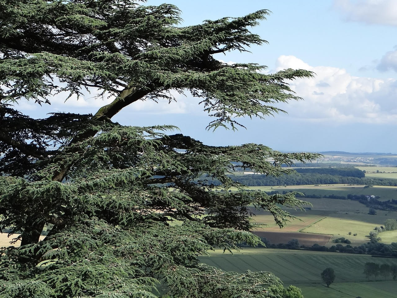 Cedro del Libano: come l'albero sacro ha conquistato i giardini d'Europa