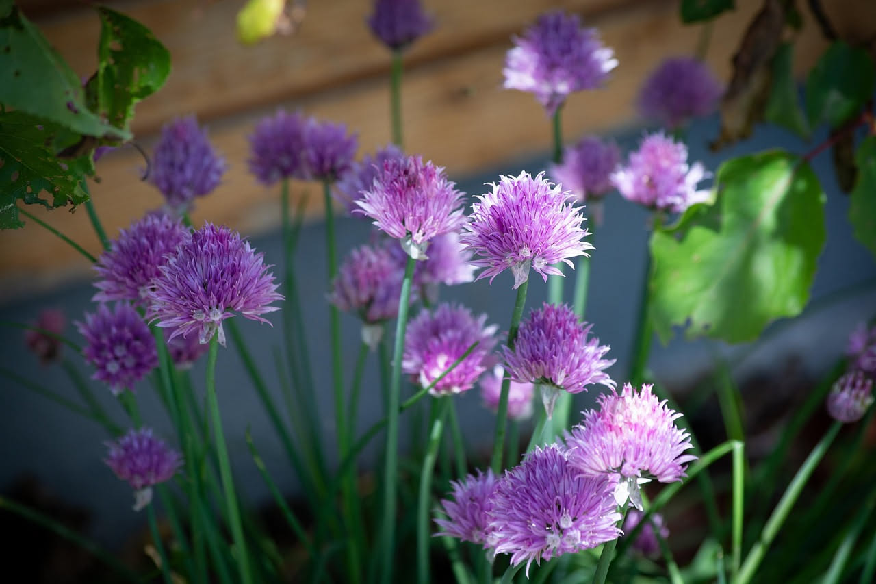 Cipollina in vaso: come coltivarla sul balcone tutto l'anno