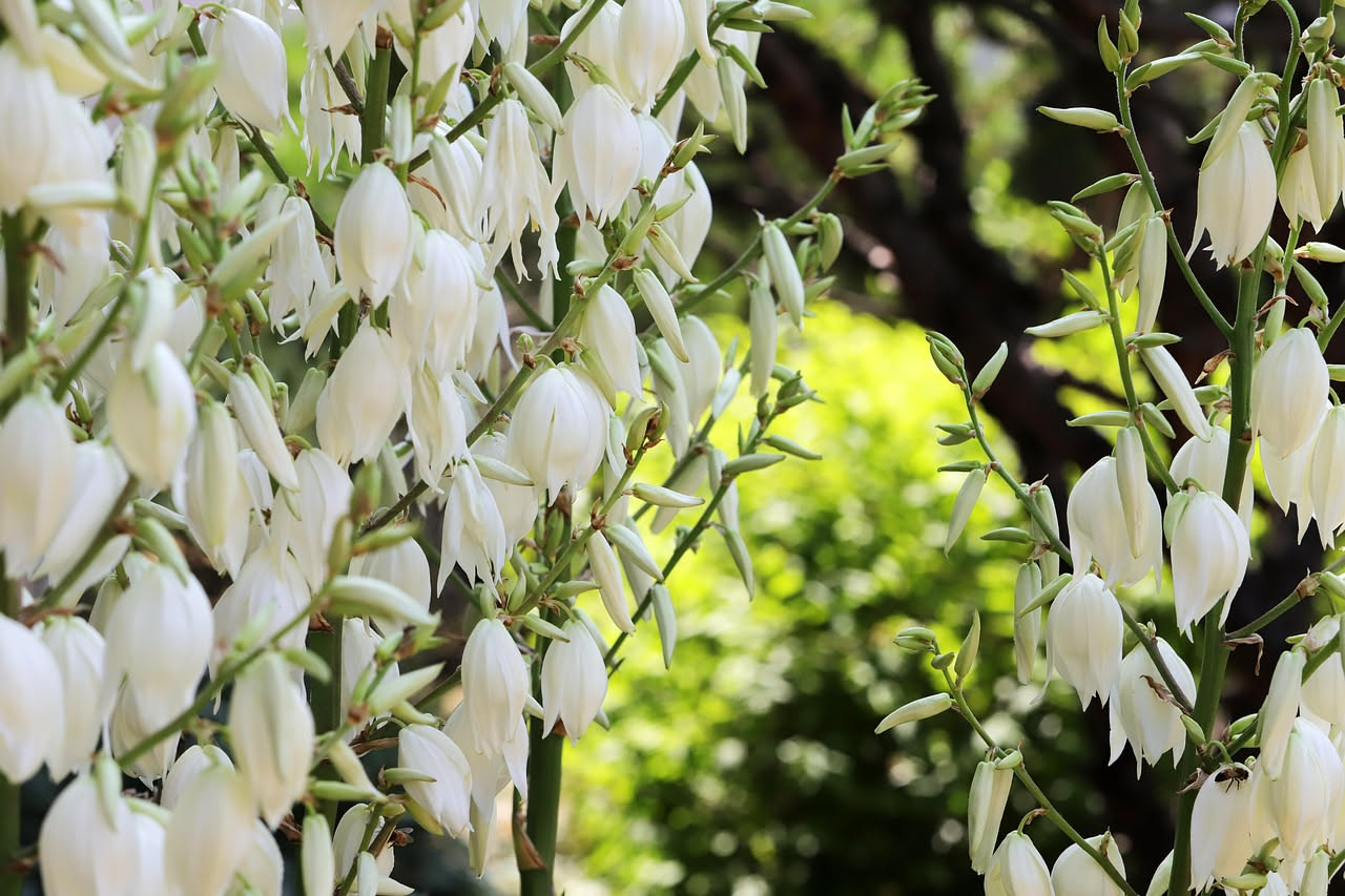 Come curare la yucca: la guida completa