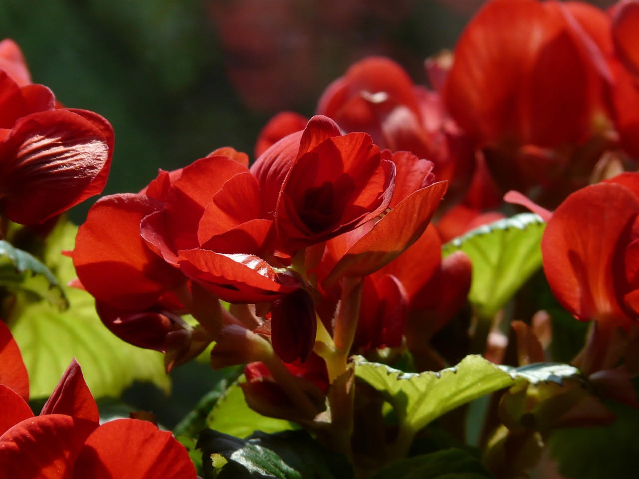 Come curare la begonia: luce, acqua e ambienti ideali