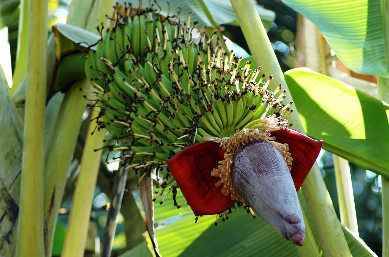 Come il banano ha conquistato il mondo partendo da un frutto sconosciuto