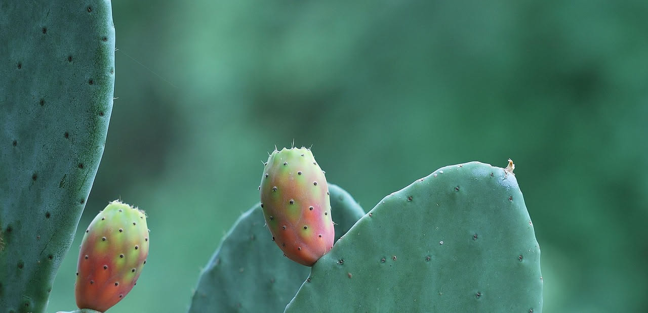 Come il cactus ha conquistato i giardini europei dal deserto