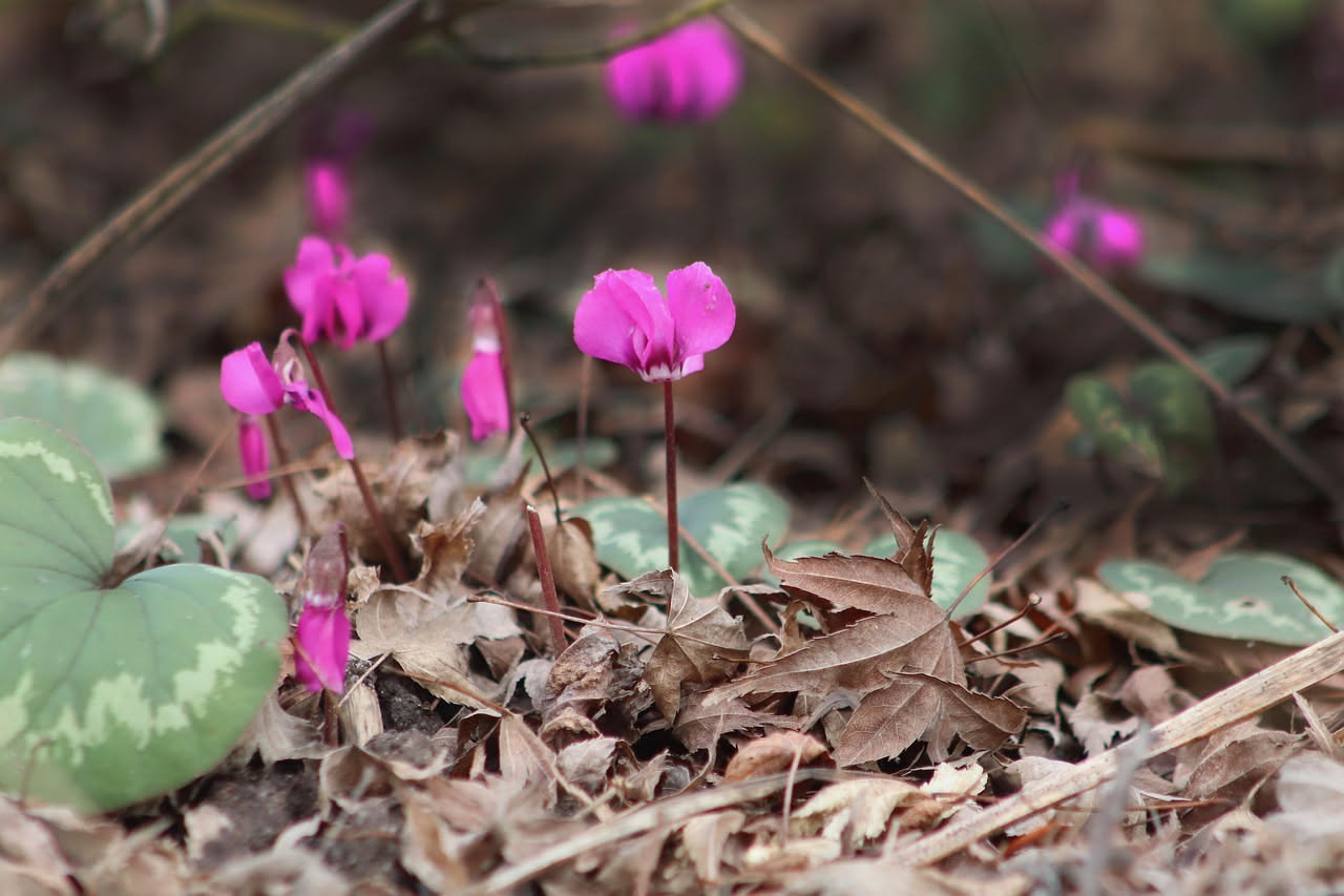 Come il ciclamino è diventato il fiore dell'inverno europeo