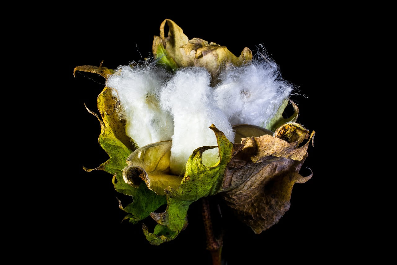Come il cotone ha trasformato il mondo in tre secoli