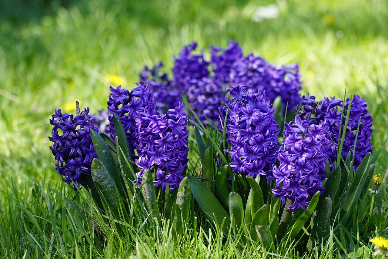Come il giacinto è diventato il fiore prediletto d'Europa