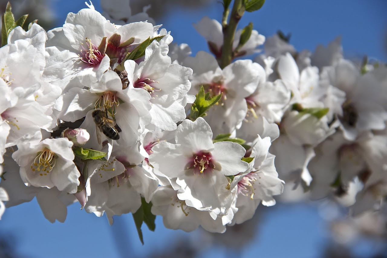 Come il mandorlo ha attraversato continenti per arrivare nei nostri giardini