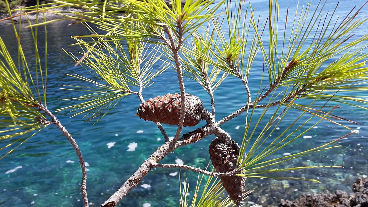 Come il pino ha disegnato il paesaggio del Mediterraneo
