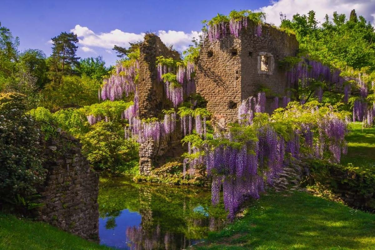 Rami di alloro con foglie verde scuro lucide e bacche nere, su sfondo sfumato di giardino antico