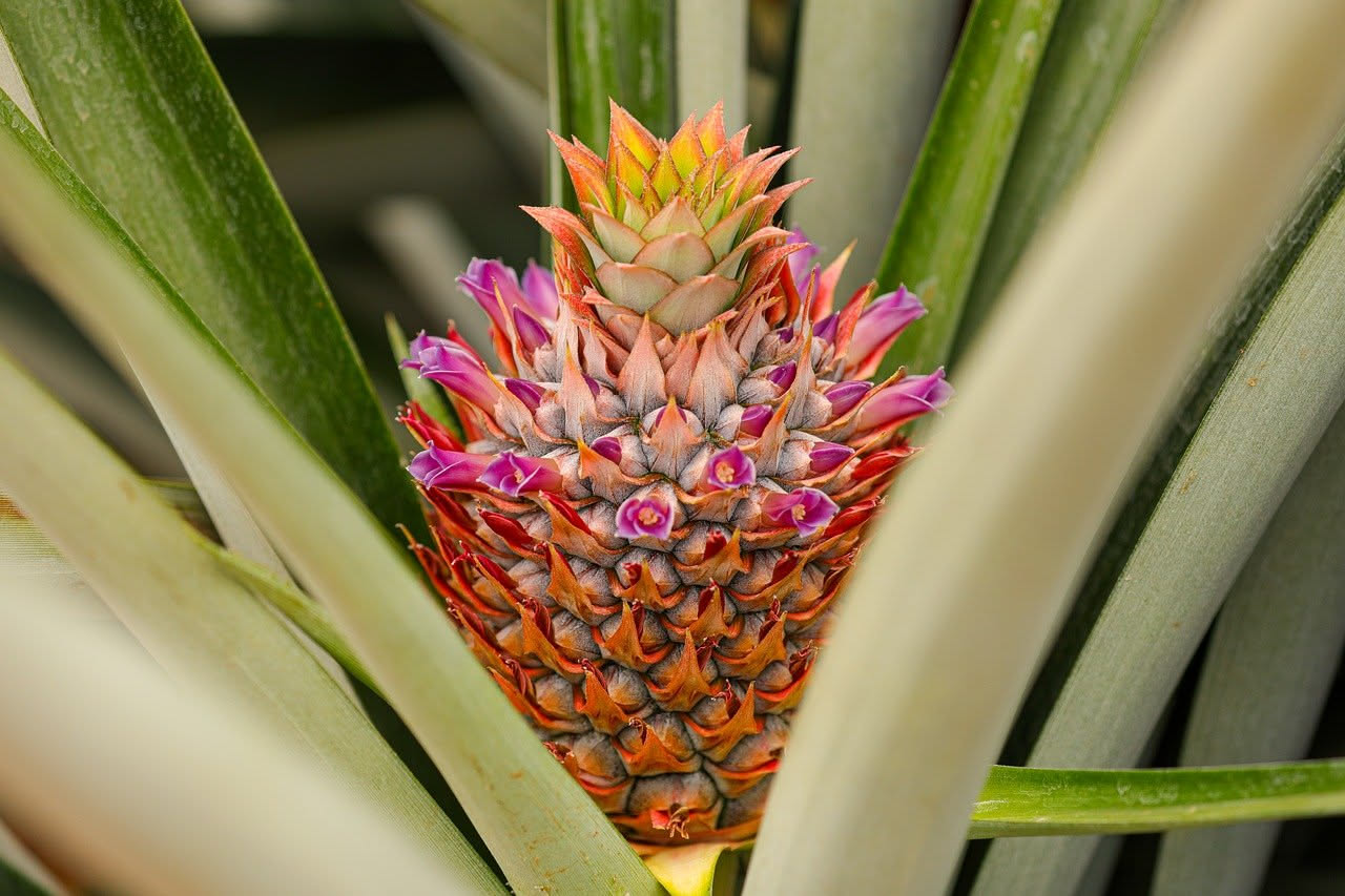 Come l'ananas giunse dalle Americhe sulle nostre tavole