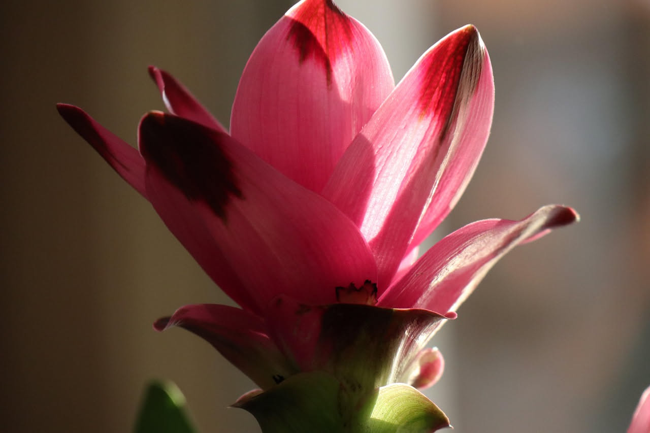 Come la curcuma è diventata l'oro della medicina orientale
