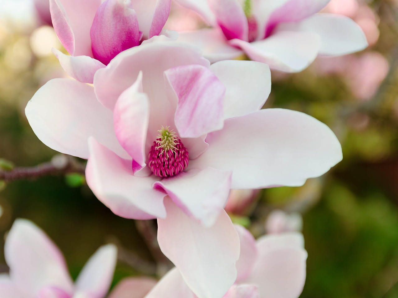 Come la magnolia è diventata il fiore più antico dei giardini europei