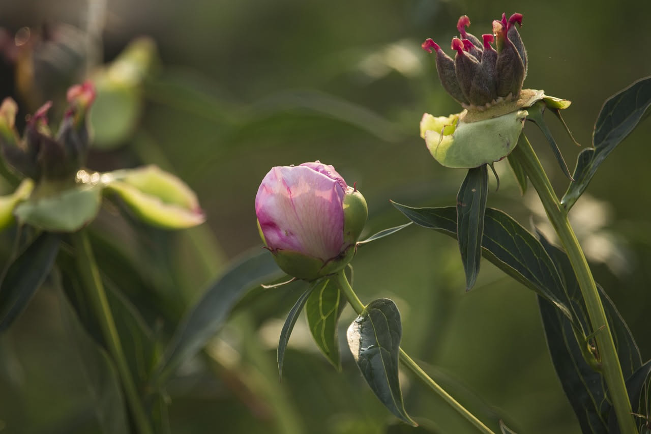Come la peonia è diventata la regina dei giardini europei