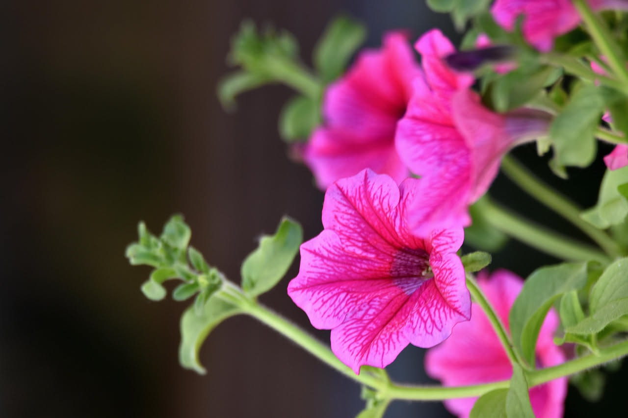 Come la petunia arrivò dai giardini d'America ai balconi italiani