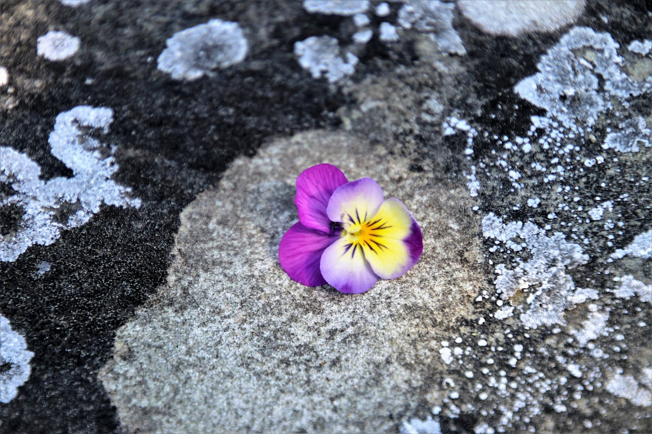 Come la viola è diventata il fiore dei poeti e dei filosofi