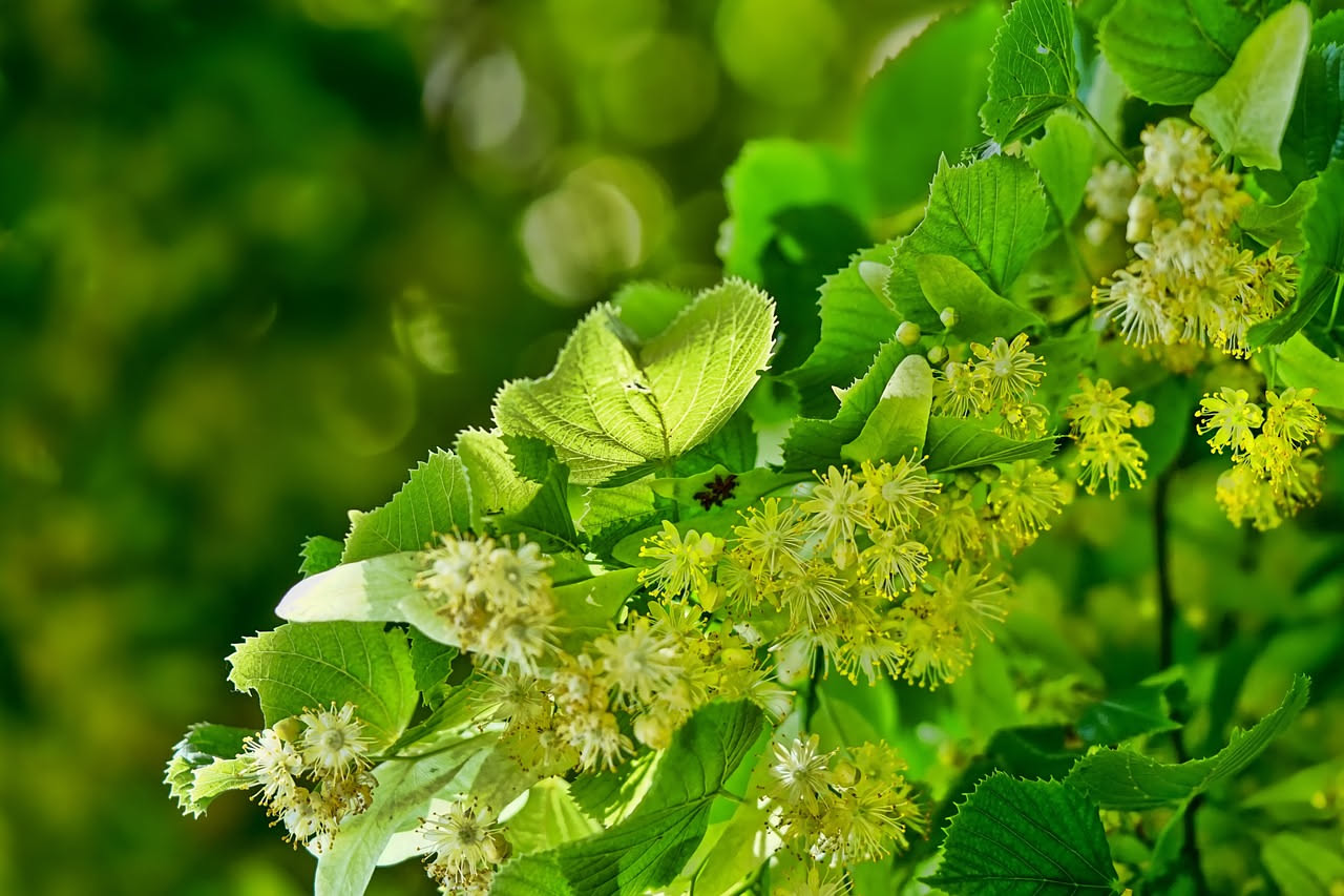 Da dove arriva il tiglio che profuma i nostri giardini