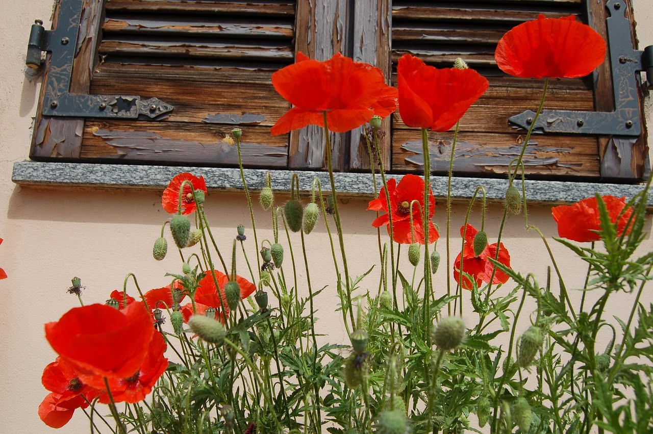 Da dove viene l'arancio che hai in giardino