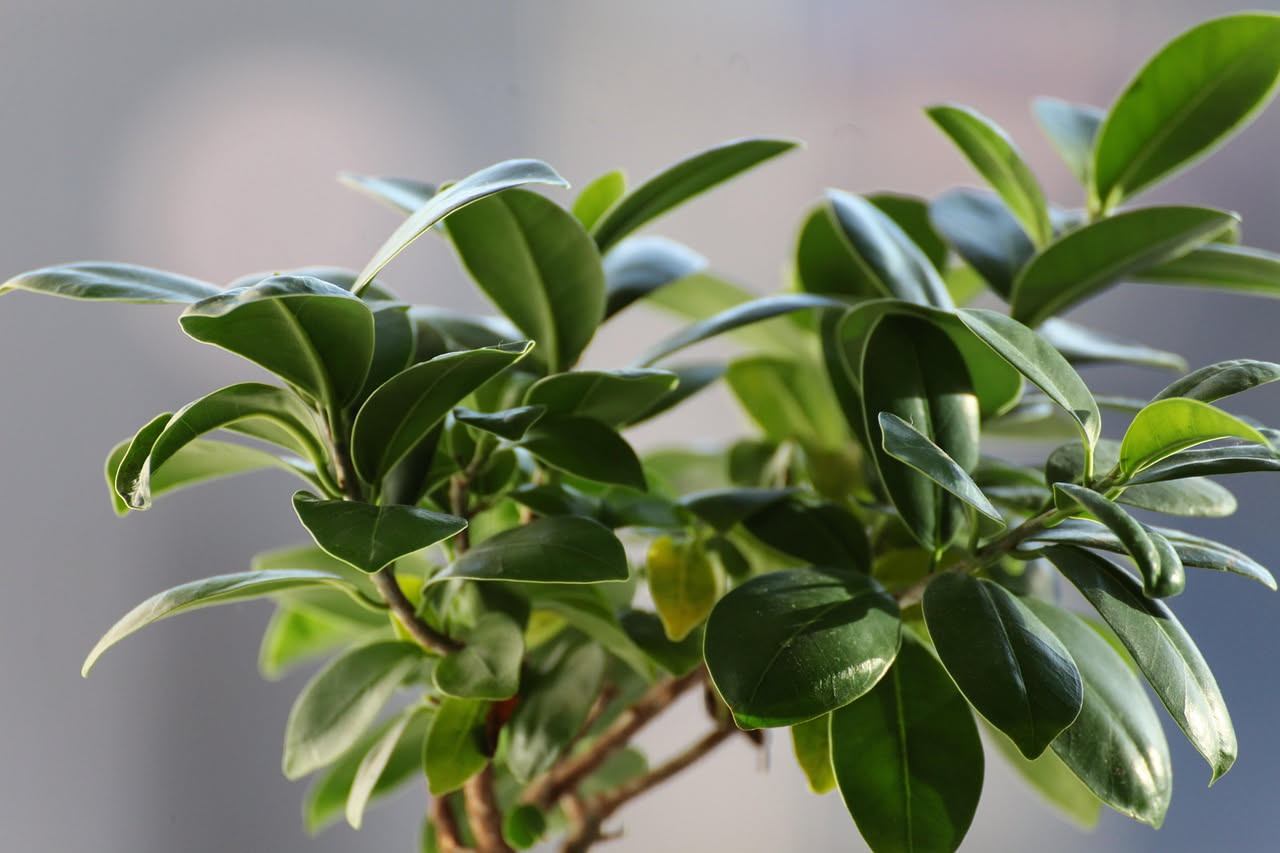 Da dove viene il ficus che abita il nostro salotto