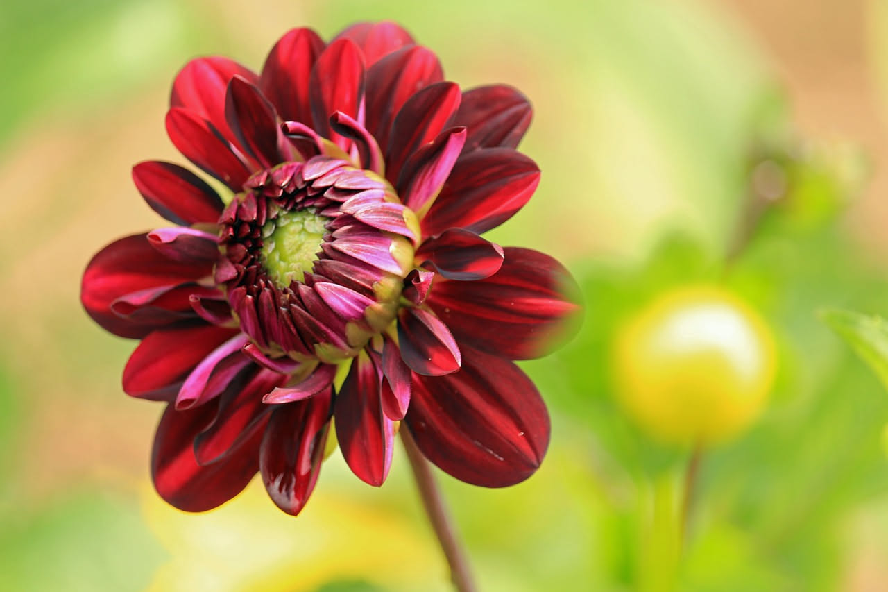 Da dove viene la dalia che riempie i nostri giardini