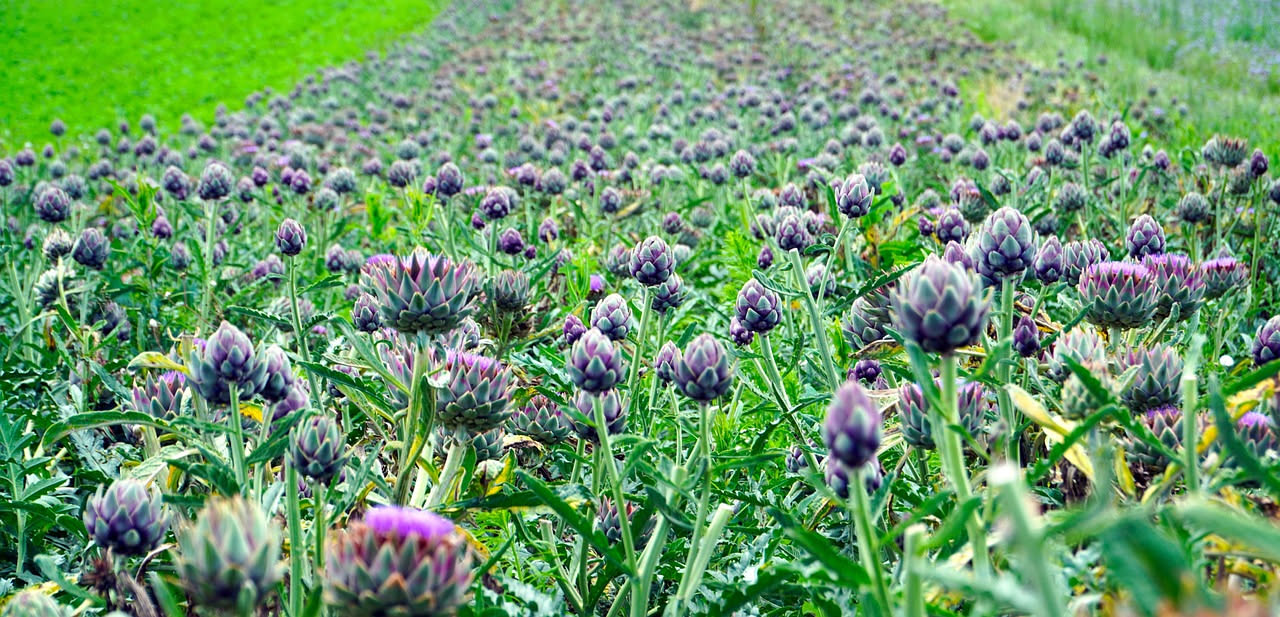 Dal Mediterraneo alla tavola italiana: la storia del carciofo