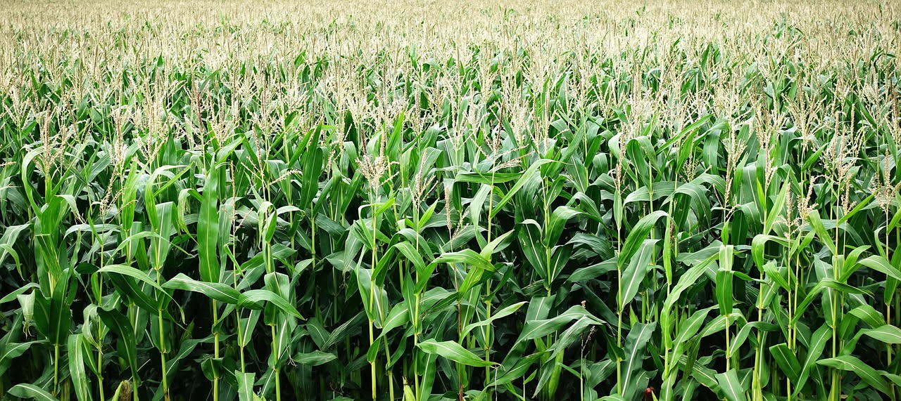 Dal Messico al mondo: come il mais ha cambiato la storia dell'alimentazione