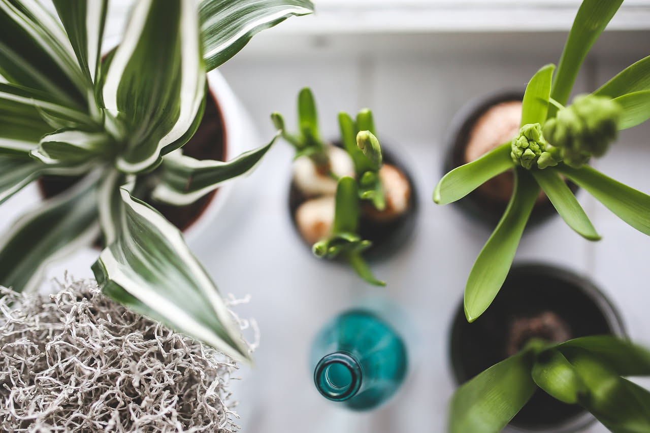 Design biofilico in casa: come posizionare le piante senza creare caos