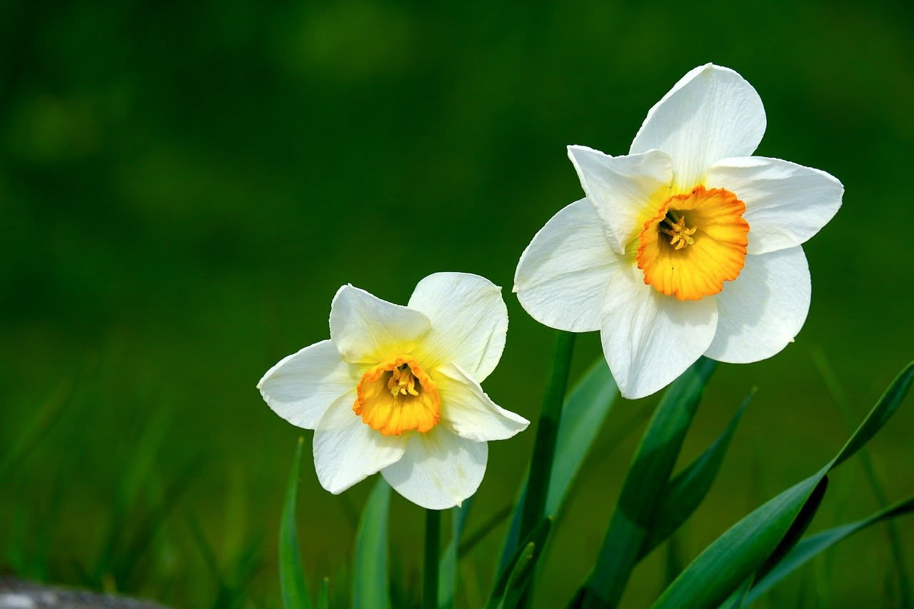 Dove nasce il narciso, il fiore che affascina da tremila anni