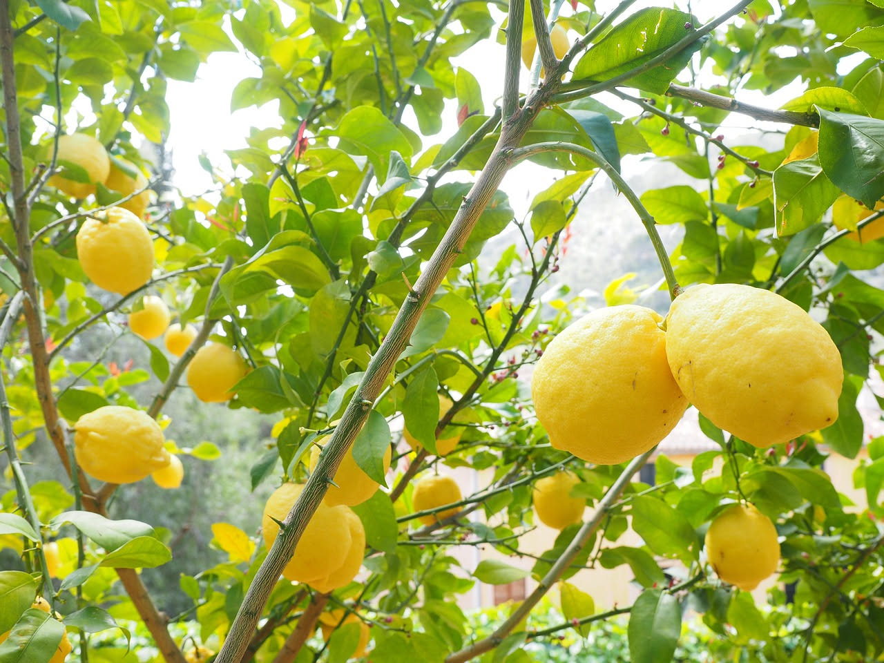 Dove nasce il limone: il frutto che ha conquistato il Mediterraneo
