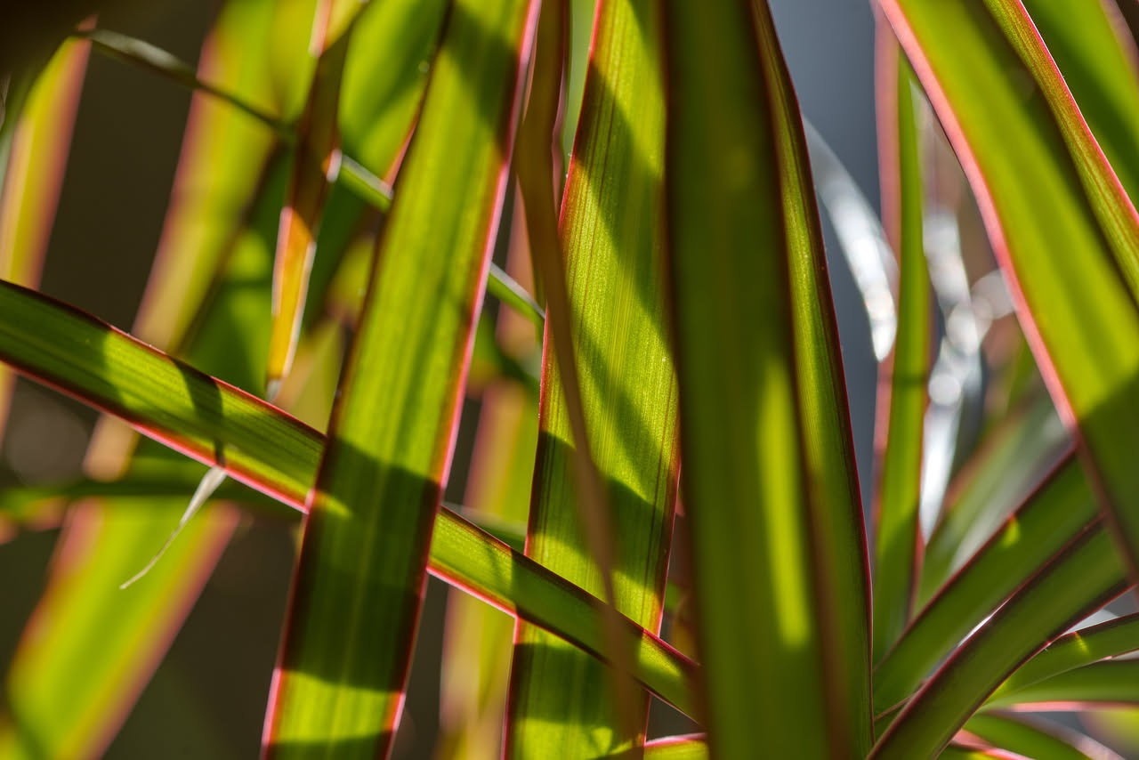 Dracena: come curarla in casa e farla crescere rigogliosa