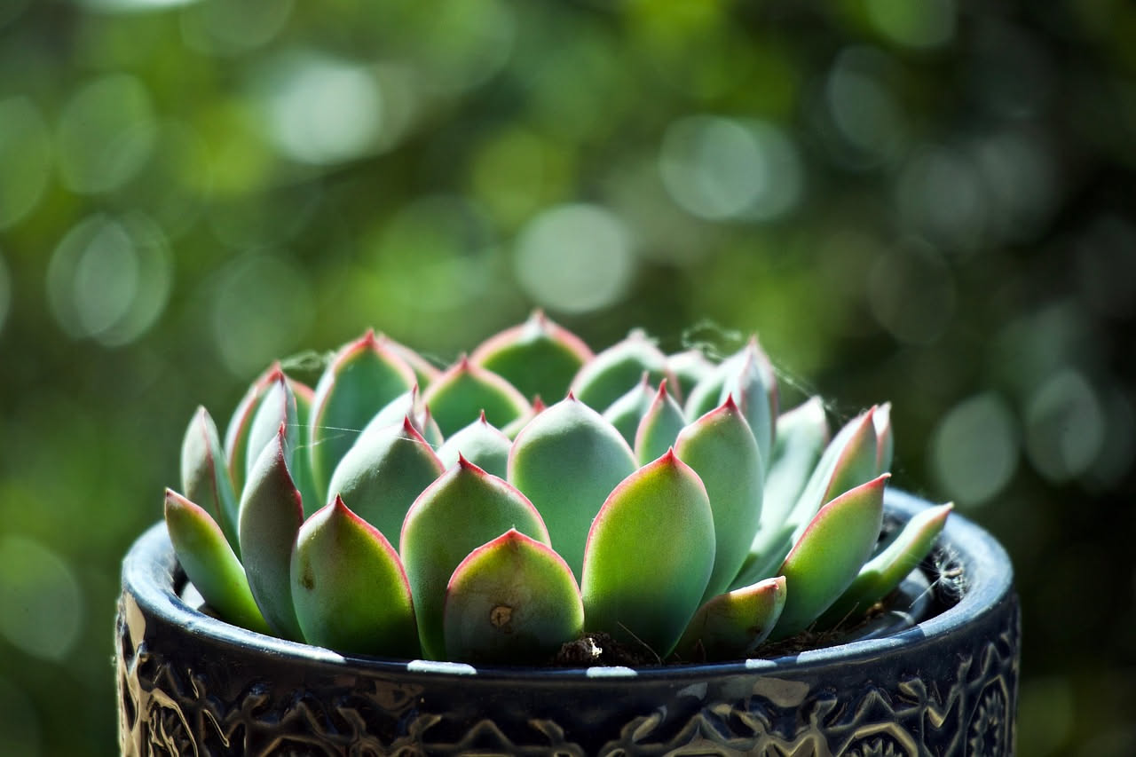 Echeveria: come curarla e farla crescere in casa