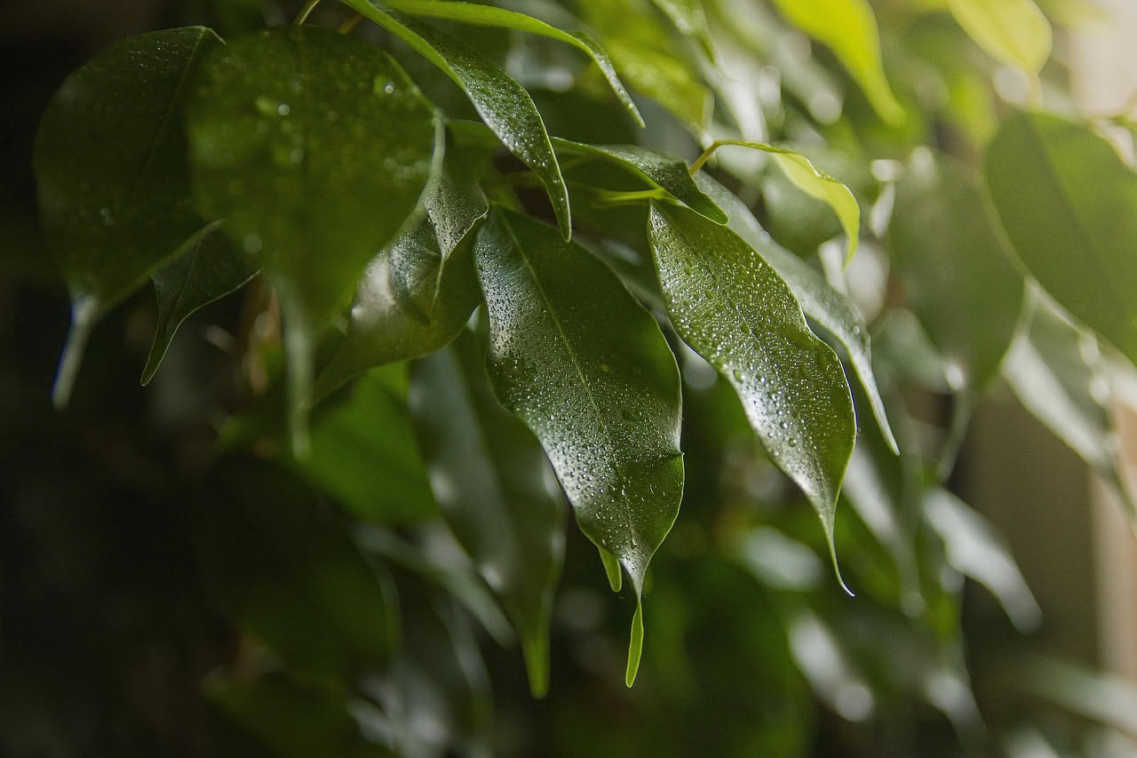 Ficus benjamin: come curarlo e mantenerlo rigoglioso in casa