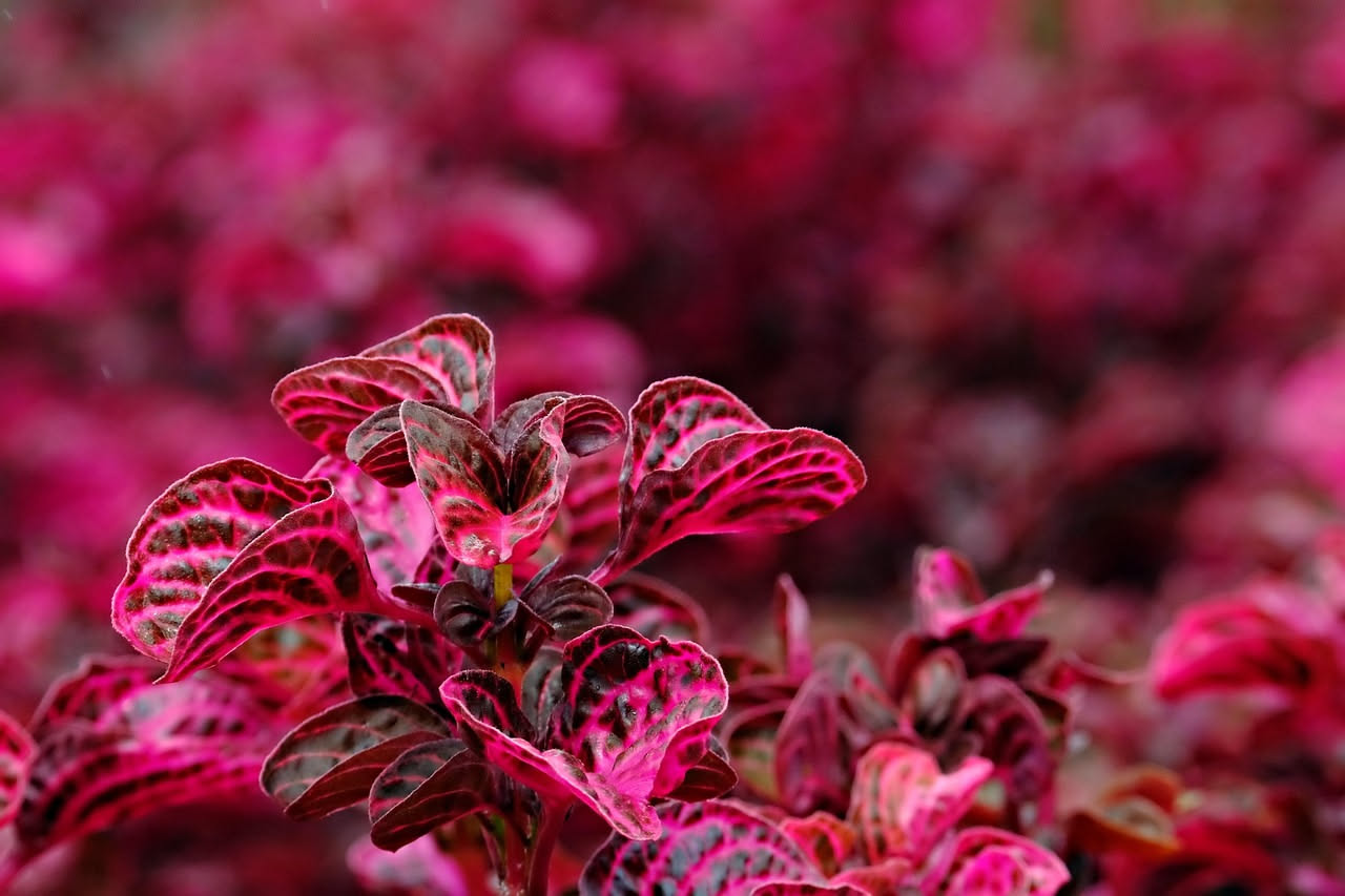 Fittonia: come curarla e mantenerla rigogliosa in casa