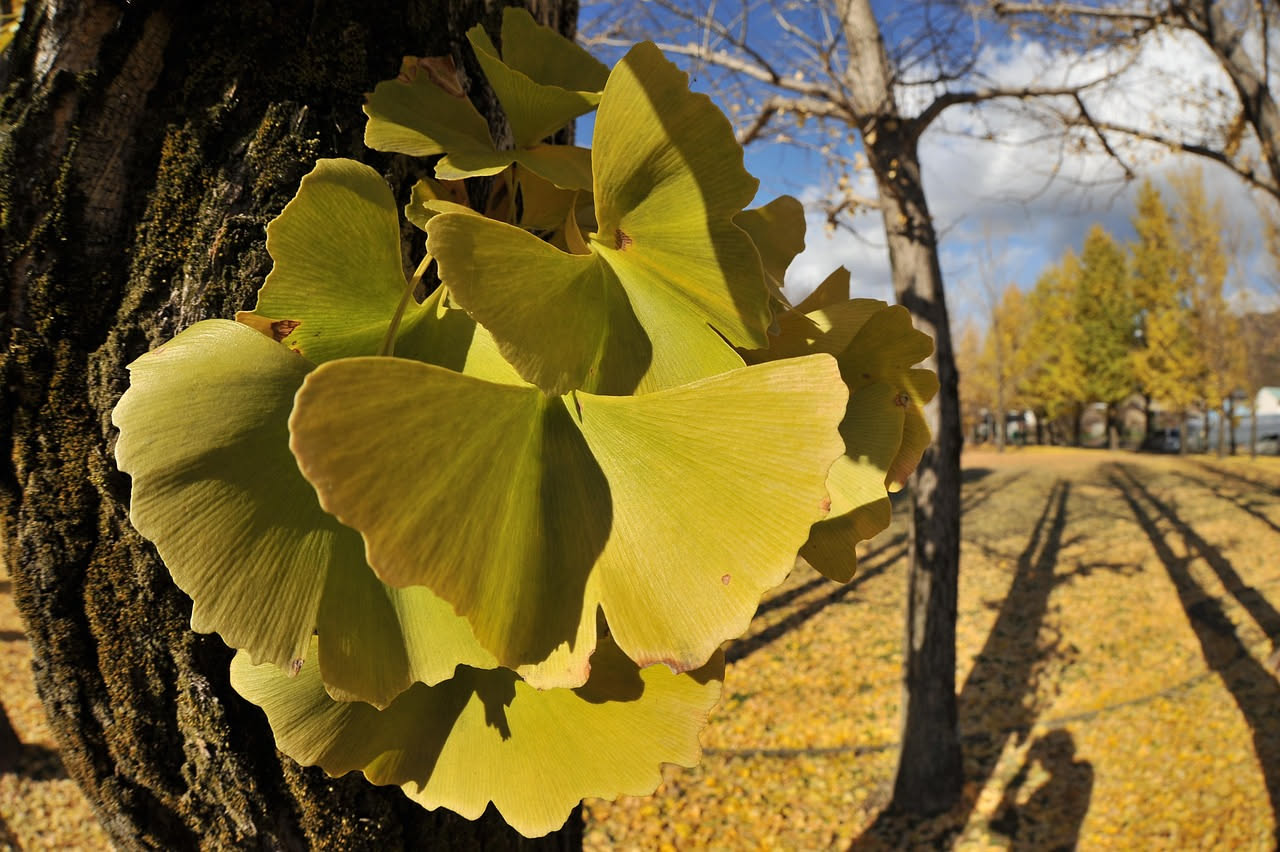 Ginkgo biloba: l'albero che ha visto i dinosauri esiste ancora