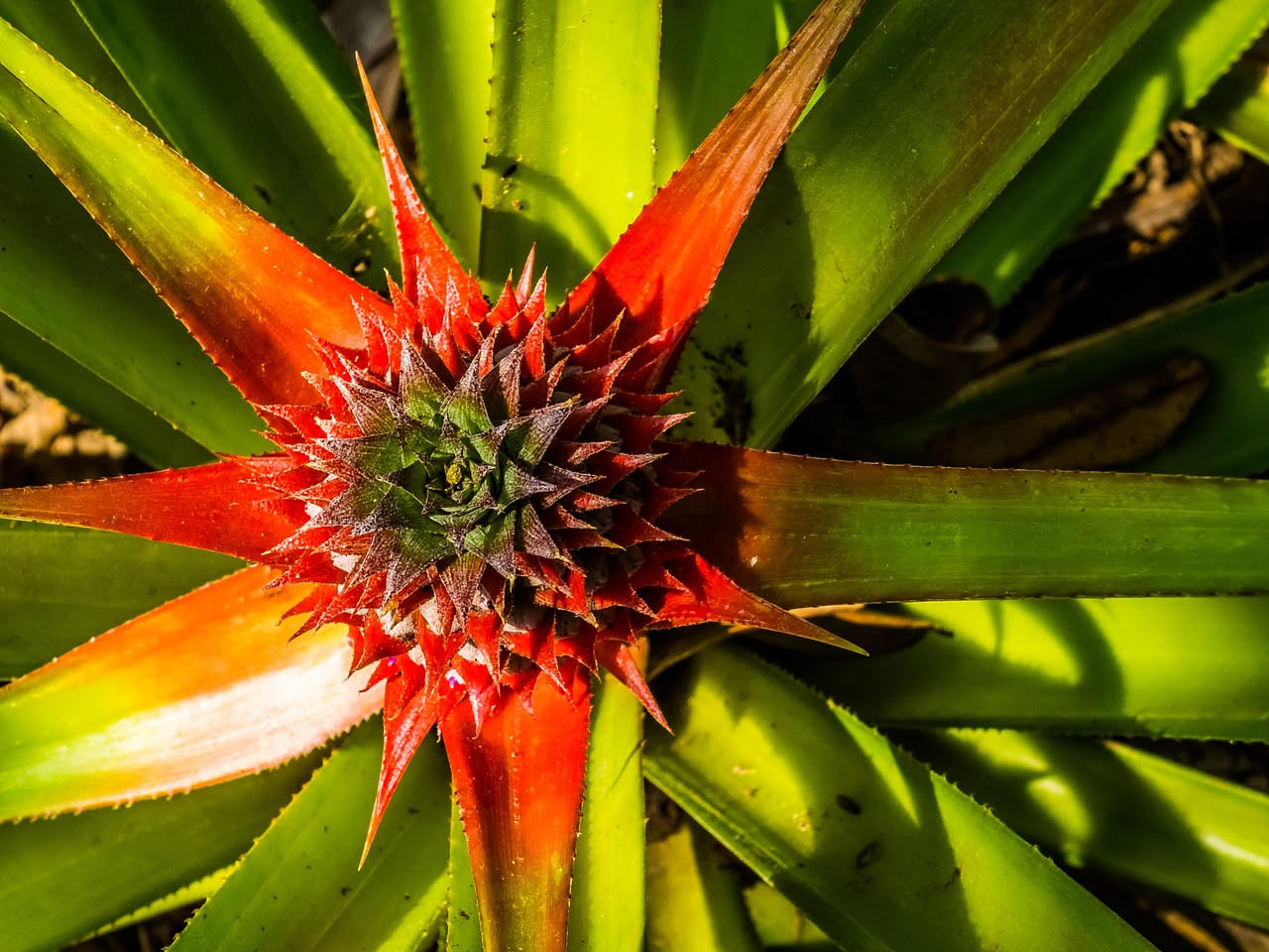 Guzmania con infiorescenza rossa e foglie verdi rigogliose in vaso di terracotta, su uno scaffale luminoso davanti a una finestra