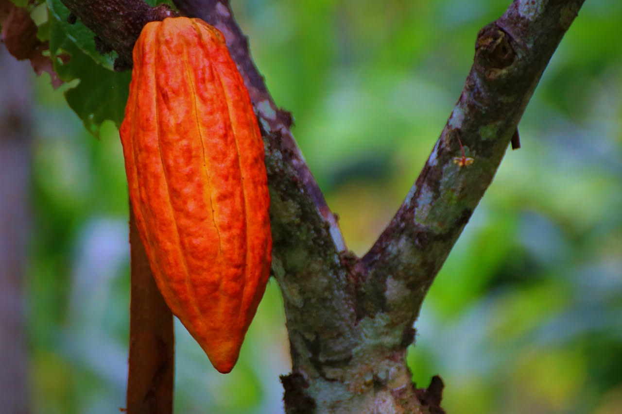 Il cacao nel mondo: da albero tropicale a dolcezza quotidiana