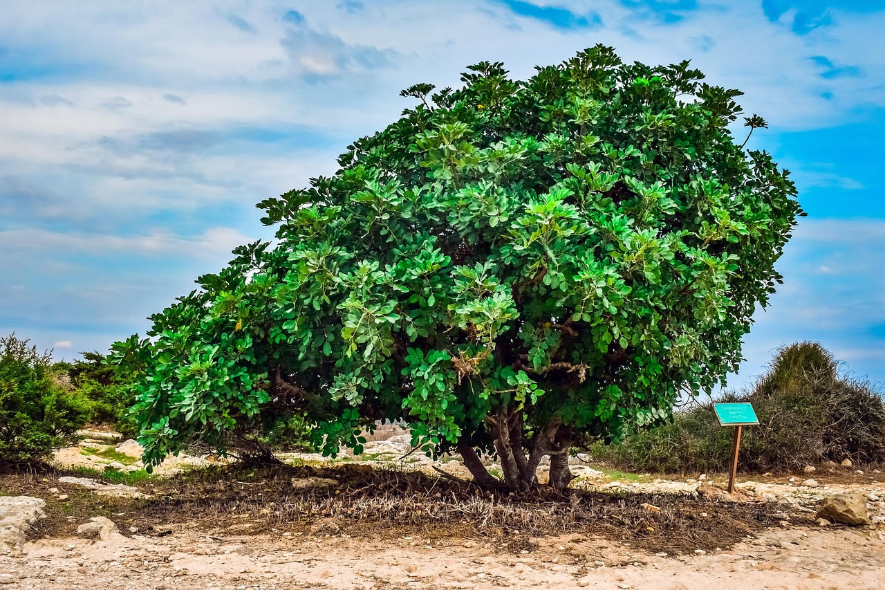 Il fico, l'albero che nutre l'umanità da diecimila anni