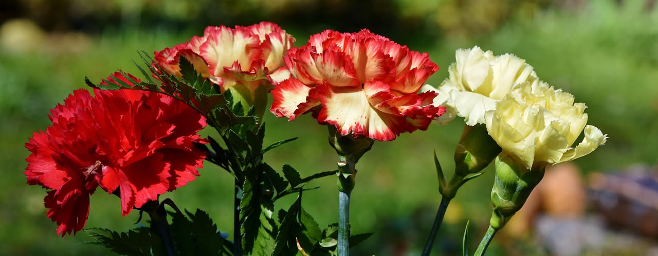 Il garofano: il fiore che ha viaggiato dall'Oriente al giardino europeo