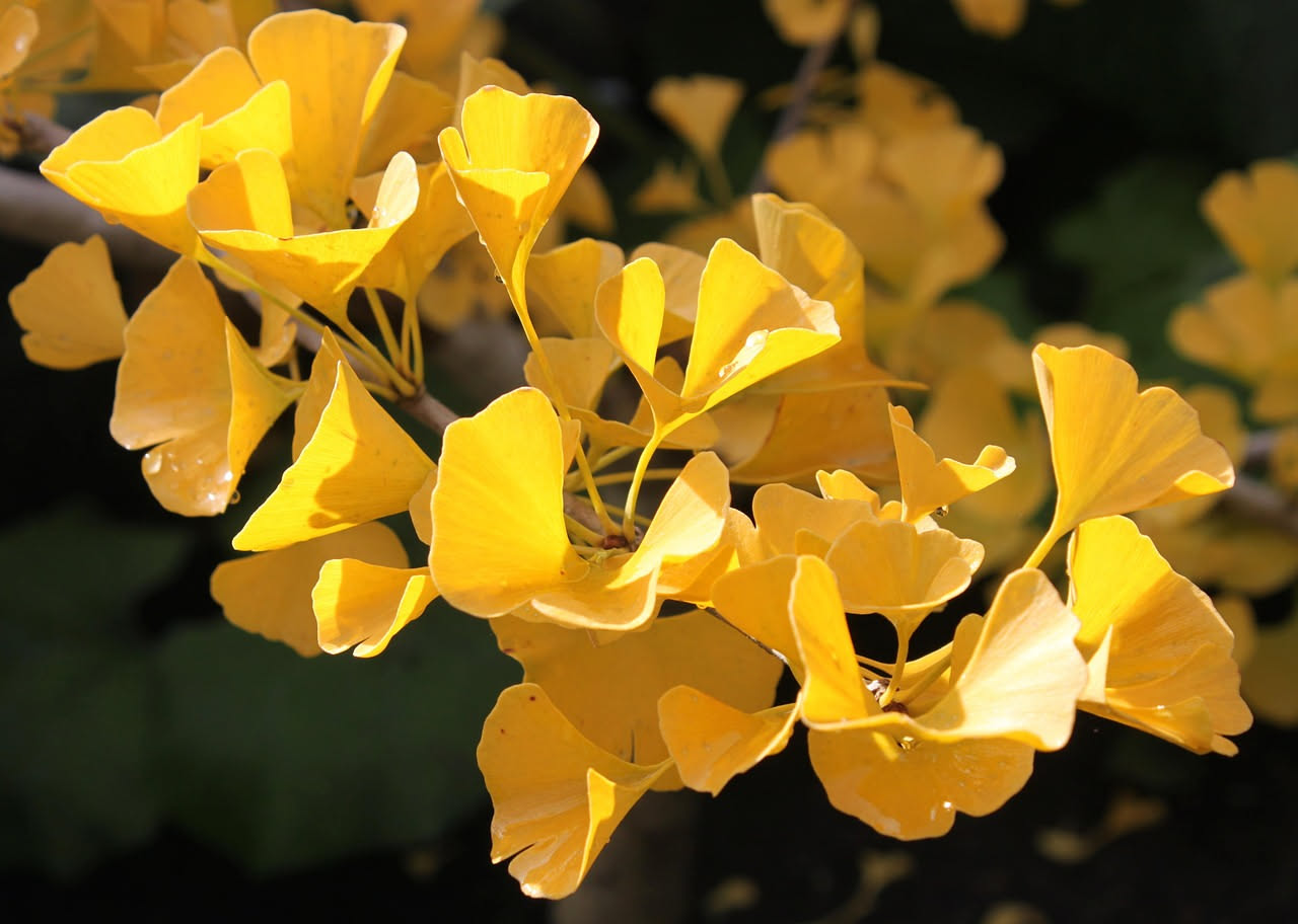 Il ginkgo biloba, l'albero che ha attraversato i continenti