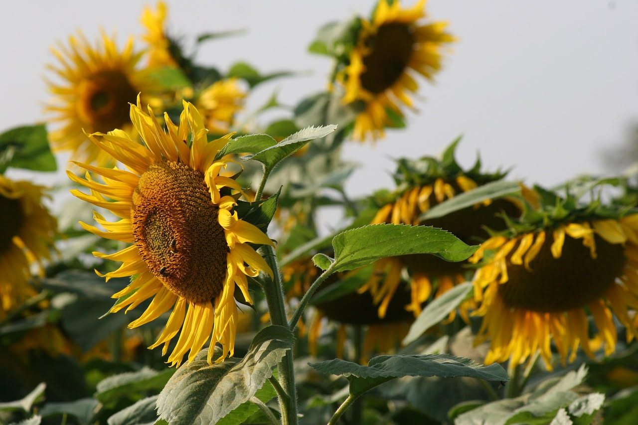 Il girasole viene dal Messico: il viaggio che ha conquistato l'Europa