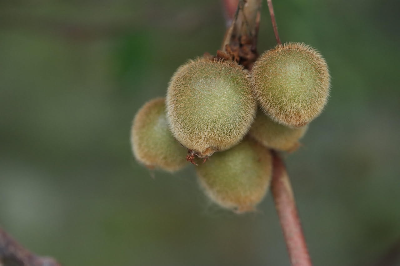 Il kiwi viene dalla Cina, non dalla Nuova Zelanda