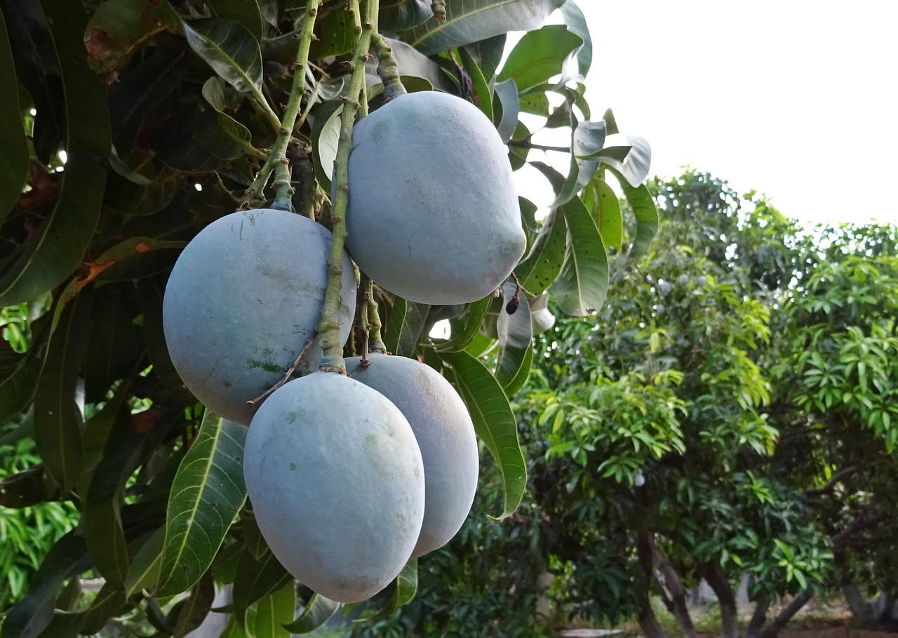Il mango viene davvero dall'Asia: la storia di un frutto che ha conquistato il mondo