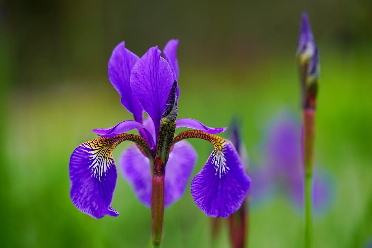 Iris, il fiore che ha attraversato tre continenti e ha rivoluzionato i giardini