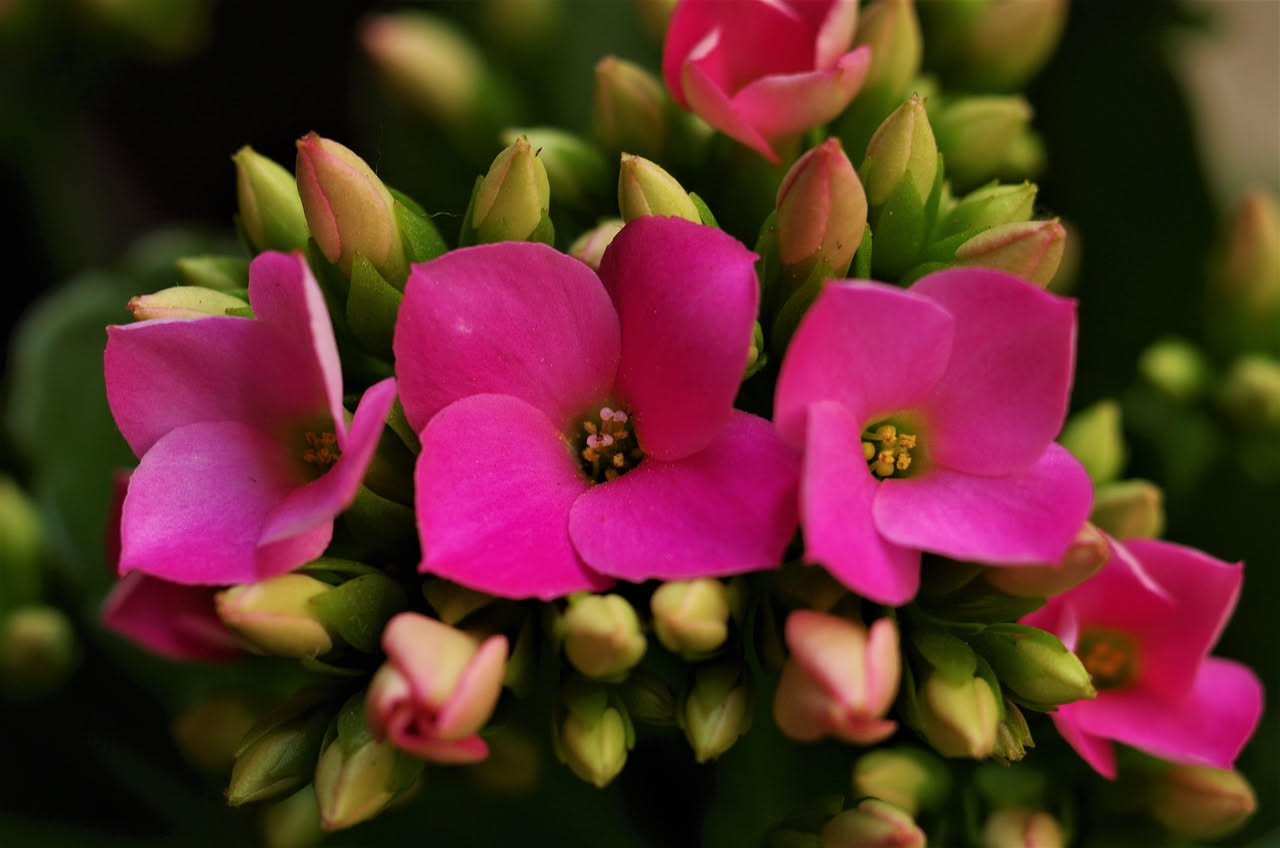 Kalanchoe: come curarla e farla fiorire tutto l'anno