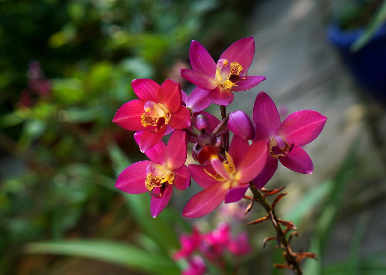L'orchidea viene davvero dalla giungla tropicale