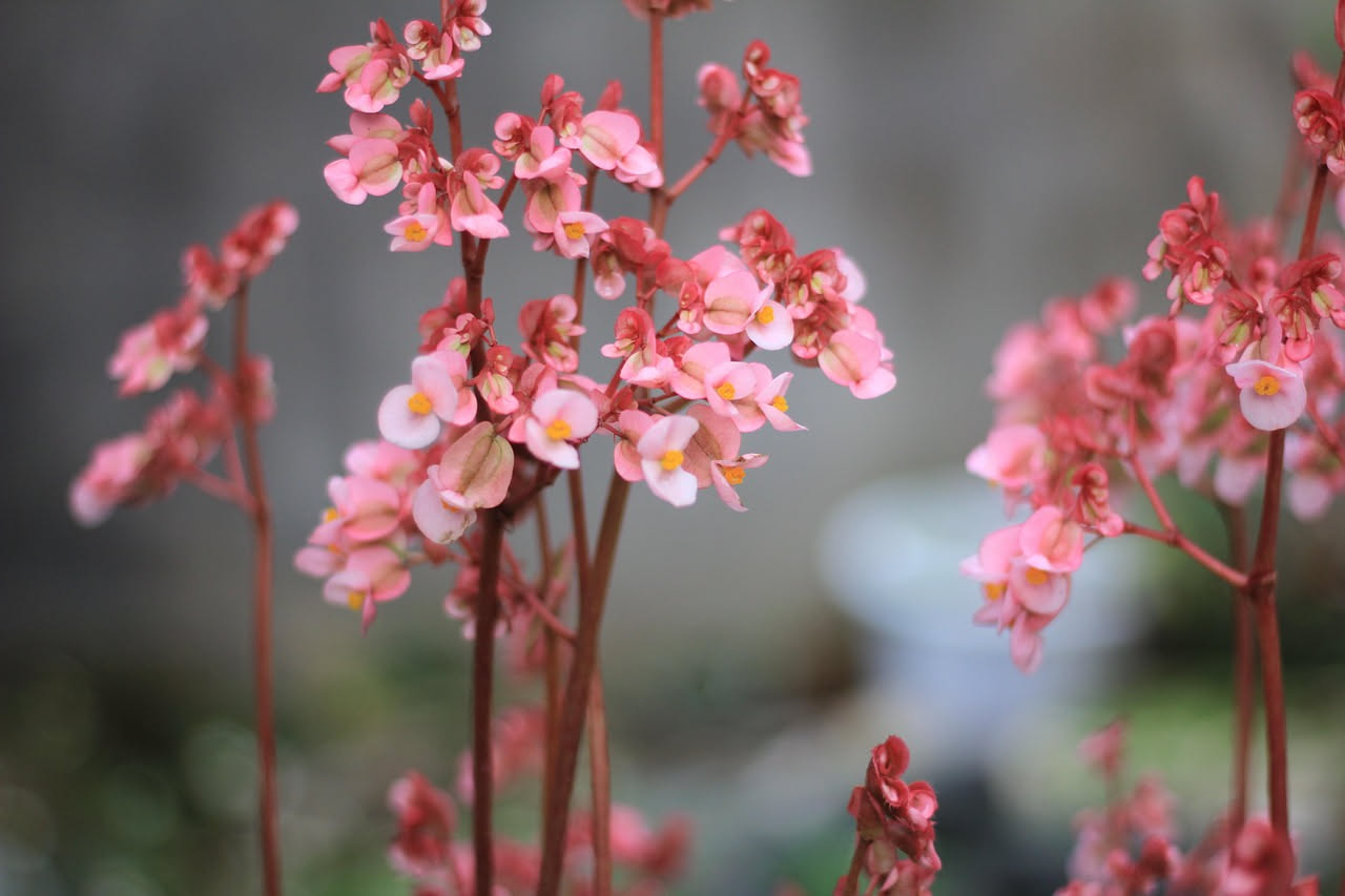 La begonia viene davvero dall'Asia: il viaggio della regina dei vasi