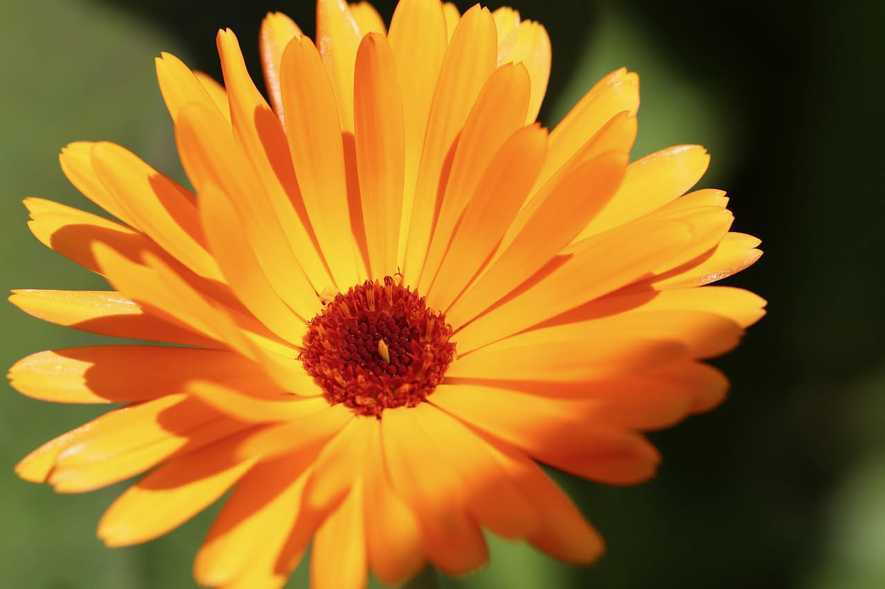 La calendula viene davvero dall'Egitto, o è un mito della botanica