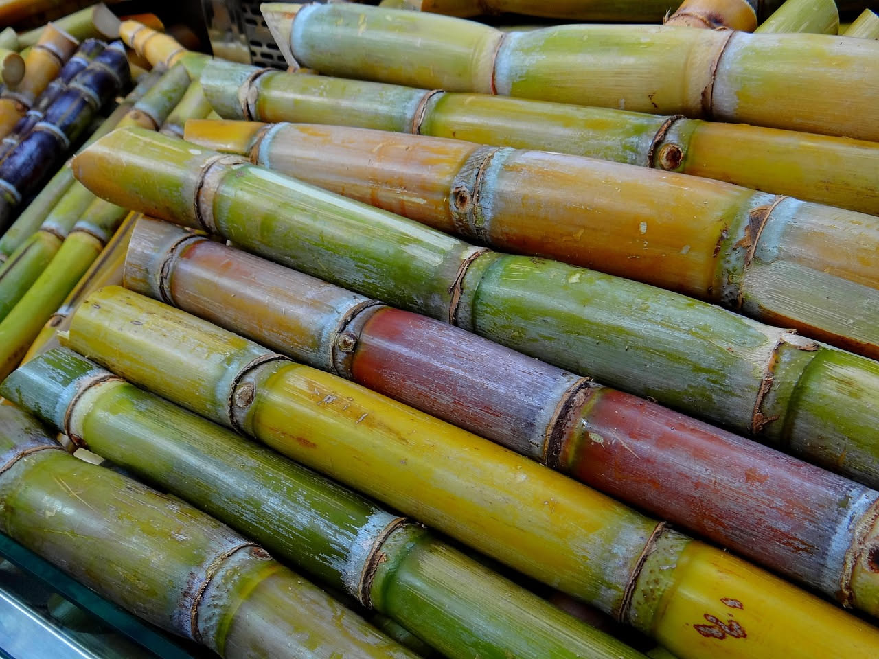 La canna da zucchero: da dove arriva la pianta che dolcifica il mondo