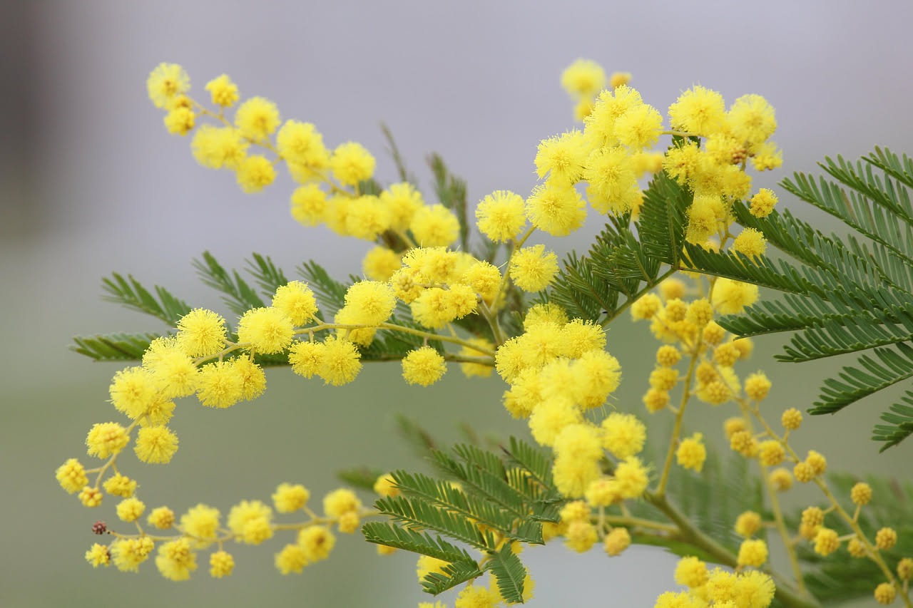 La mimosa viene dall'Australia: come una pianta esotica è diventata il simbolo italiano della festa delle donne