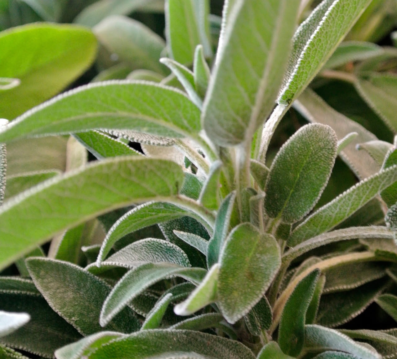 La salvia nel piatto: da dove arriva la regina delle erbe italiane